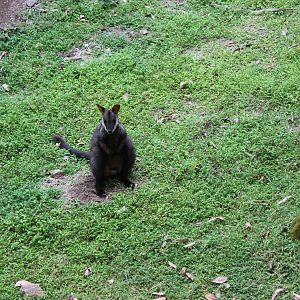 Blackbutt Reserve-Brush-tailed Rock-Wallaby Enclosure