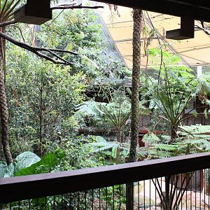 Blackbutt Reserve-Walk Through Aviary with Koalas