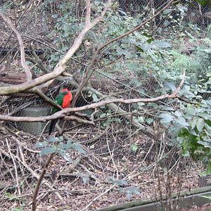 Blackbutt Reserve-Walk Through Aviary with Koalas