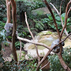 Blackbutt Reserve-Walk Through Aviary with Koalas