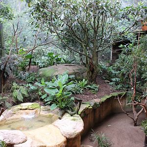 Blackbutt Reserve-Walk Through Aviary with Koalas