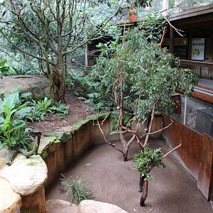 Blackbutt Reserve-Walk Through Aviary with Koalas