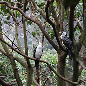 Blackbutt Reserve-Walk Through Aviary with Koalas