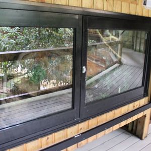 Blackbutt Reserve-Walk Through Aviary with Koalas