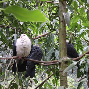 Blackbutt Reserve-Walk Through Aviary with Koalas