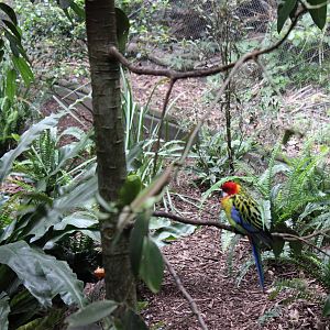 Blackbutt Reserve-Walk Through Aviary with Koalas