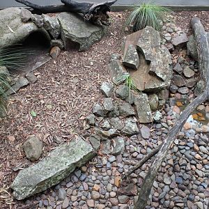 Blackbutt Reserve-Lace Monitor Enclosure
