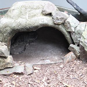 Blackbutt Reserve-Lace Monitor Enclosure