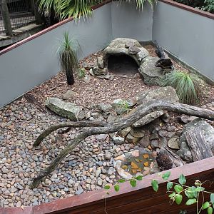 Blackbutt Reserve-Lace Monitor Enclosure