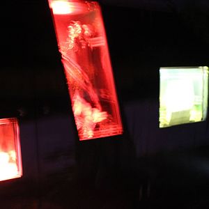 Blackbutt Reserve-Reptile and Anphibian Enclosures