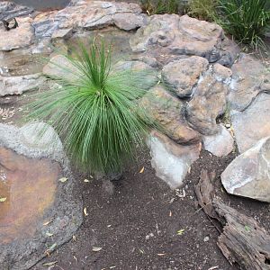 Blackbutt Reserve-Renovated Enclosure