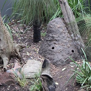 Blackbutt Reserve-Renovated Enclosure