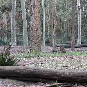 Blackbutt Reserve-Macropod and Emu Enclosure