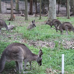 Blackbutt Reserve-Macropod and Emu Enclosure