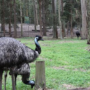 Blackbutt Reserve-Macropod and Emu Enclosure