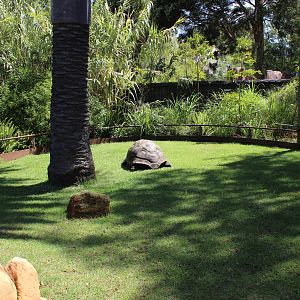 Aldabran Tortoise Enclosure