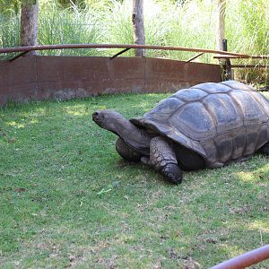 Aldabran Tortoise Enclosure