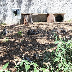 Walk Through Lemur Enclosure