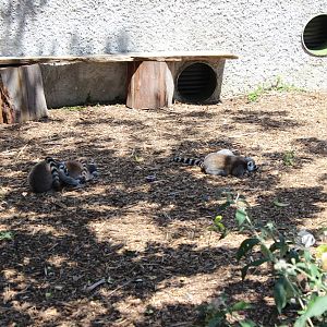 Walk Through Lemur Enclosure