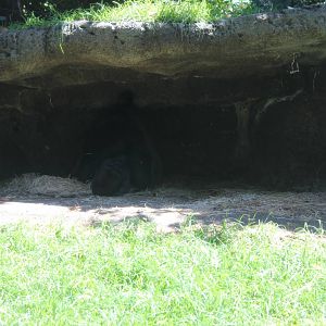 Gorilla Enclosure