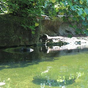 Pygmy Hippo Enclosure