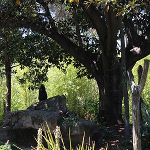 Mandrill Enclosure