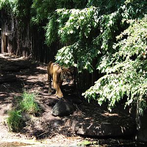 Tiger Enclosure