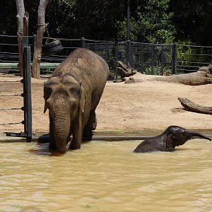 Elephants in the Pool