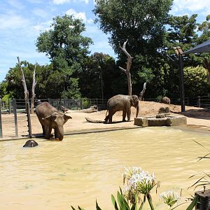 Elephant Enclosure