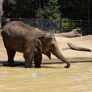 Elephant Enclosure