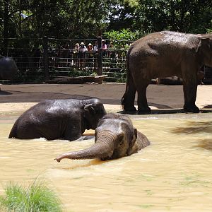 Elephants in the Pool
