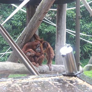 Orangutan Enclosure