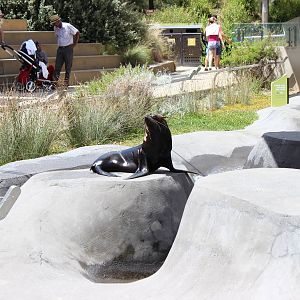 Fur Seal Enclosure