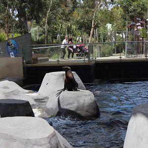 Fur Seal Enclosure
