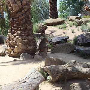 Hamadryas Baboon Enclosure