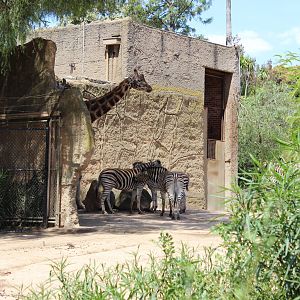 Giraffe and Zebra Enclosure