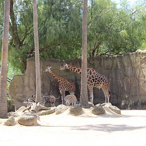 Giraffe and Zebra Enclosure