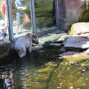 Syrian Brown Bear Enclosure