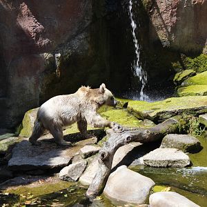 Syrian Brown Bear Enclosure
