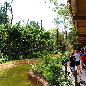 Gibbon Island - Buff-cheeked Gibbon exhibit