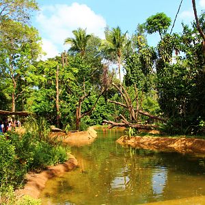 Gibbon Island - Buff-cheeked Gibbon exhibit