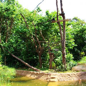 Gibbon Island - Spider Monkey exhibit