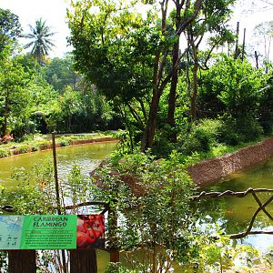 Gibbon Island - Caribbean Flamingo exhibit