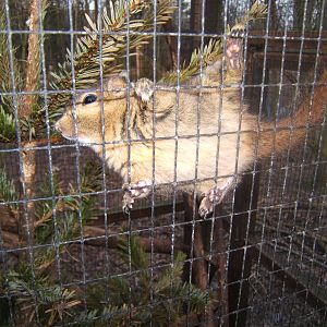 Swinhoe`s Striped Squirrel