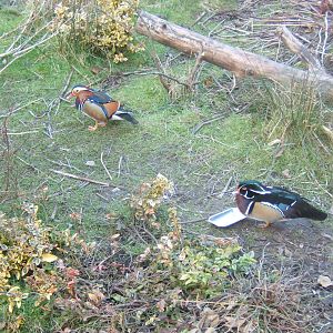Carolina and Mandarin Wood Ducks