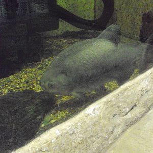 Pacu (Piaractus brachypomus)