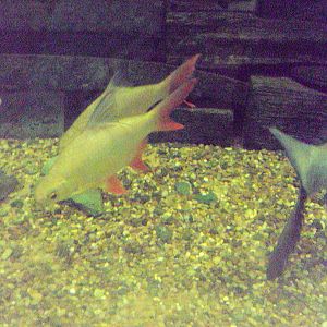 Tinfoil Barb (Barbonymus altus)