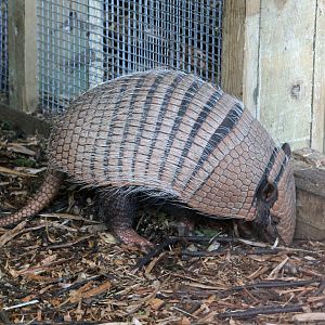 6 banded armadillo 21-2-15