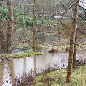 Large Orangutan Island, February 2015