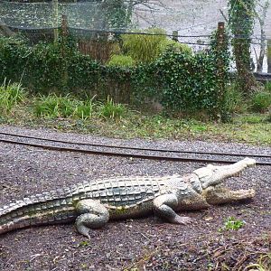 Mock Croc, February 2015